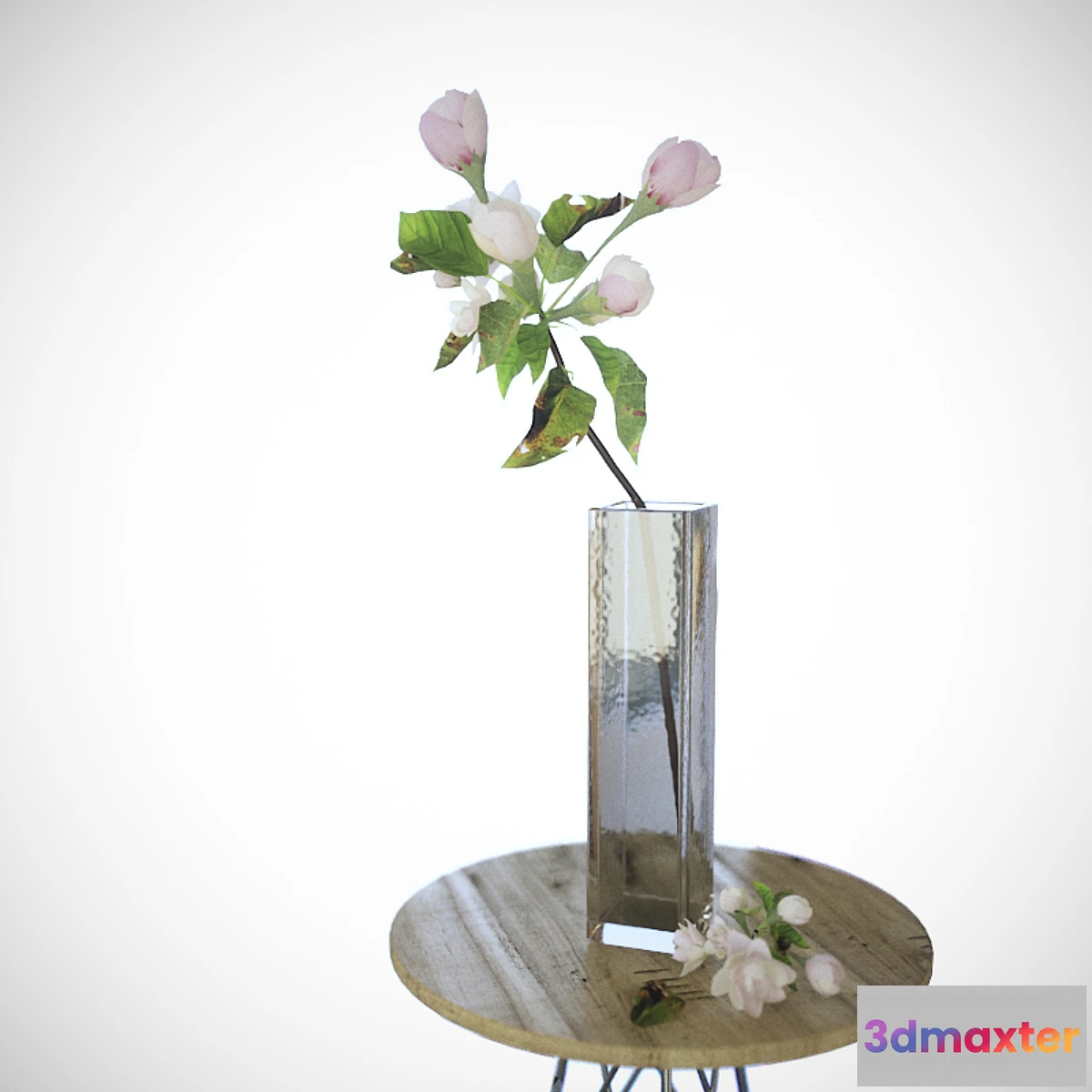 642919 - Apple tree branch