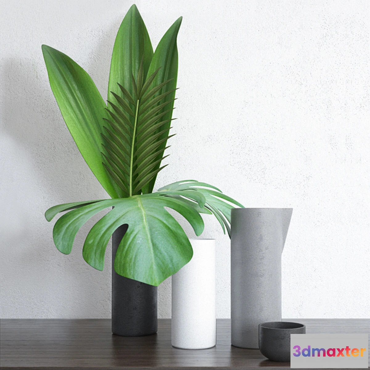 645713 - Home Tropical Plants