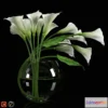 645727 - Calla Lily - No.2