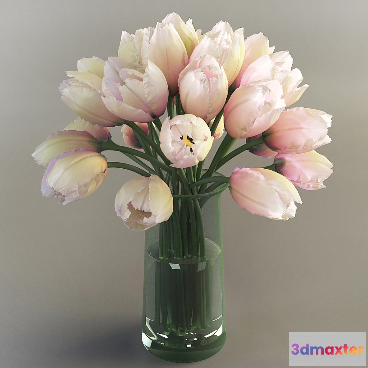 645833 - Tulips Tulips - No.2