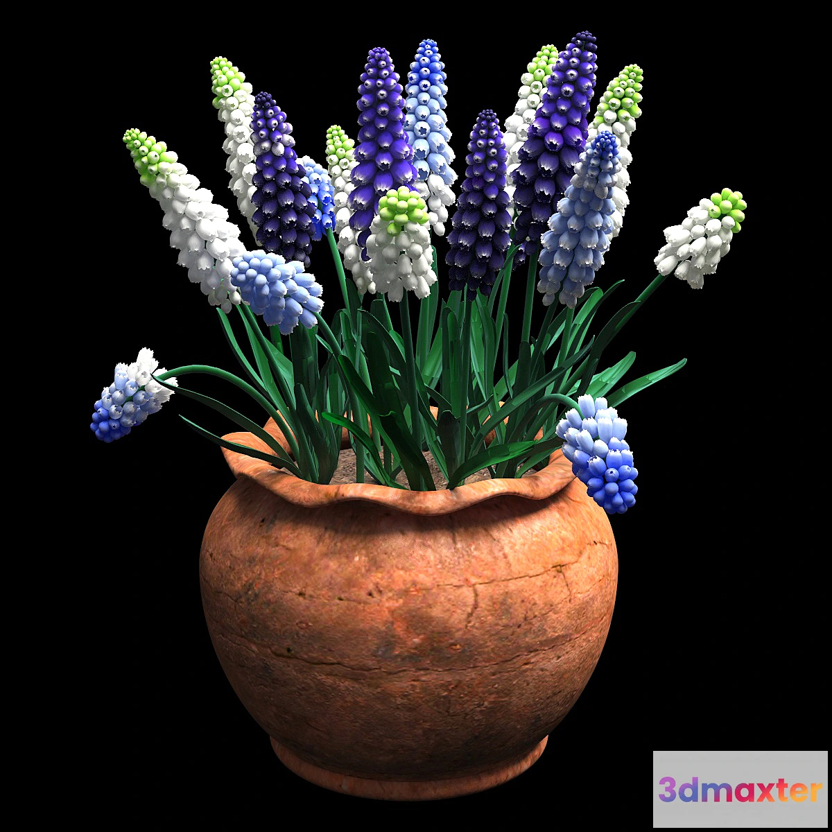 646035 - muscari