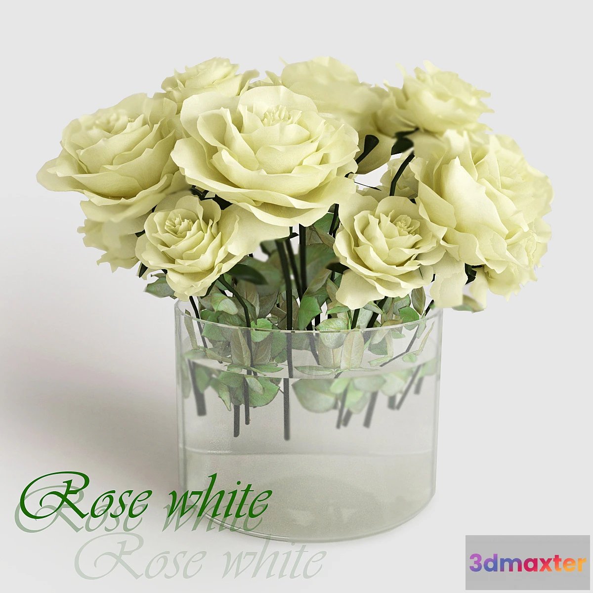 646053 - Rose white