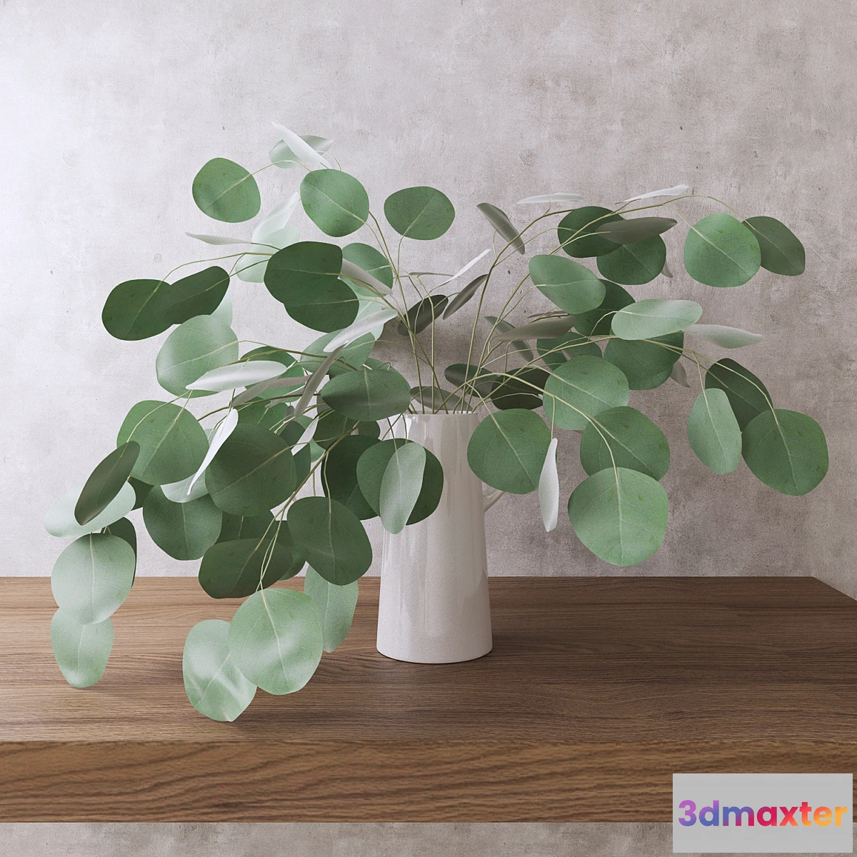 646079 - Silver Dollar Eucalyptus