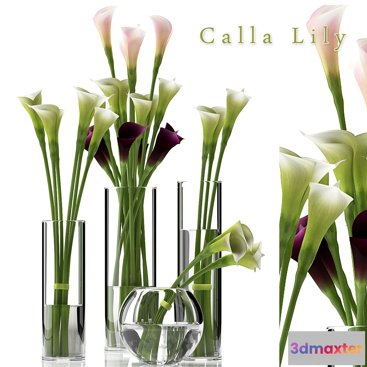 650001 - CALLA LILY 2 - No.3