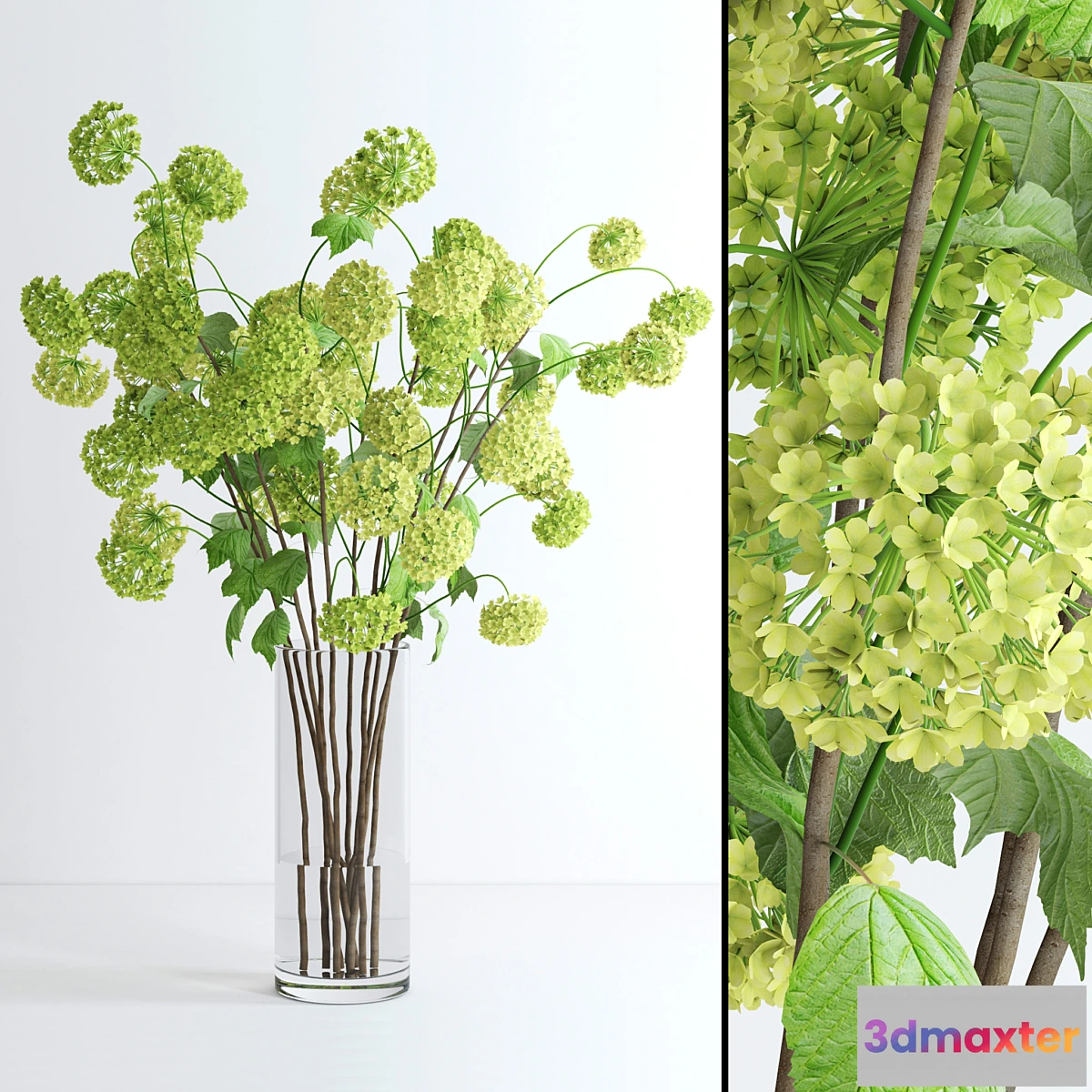 650037 - Viburnum - No.3