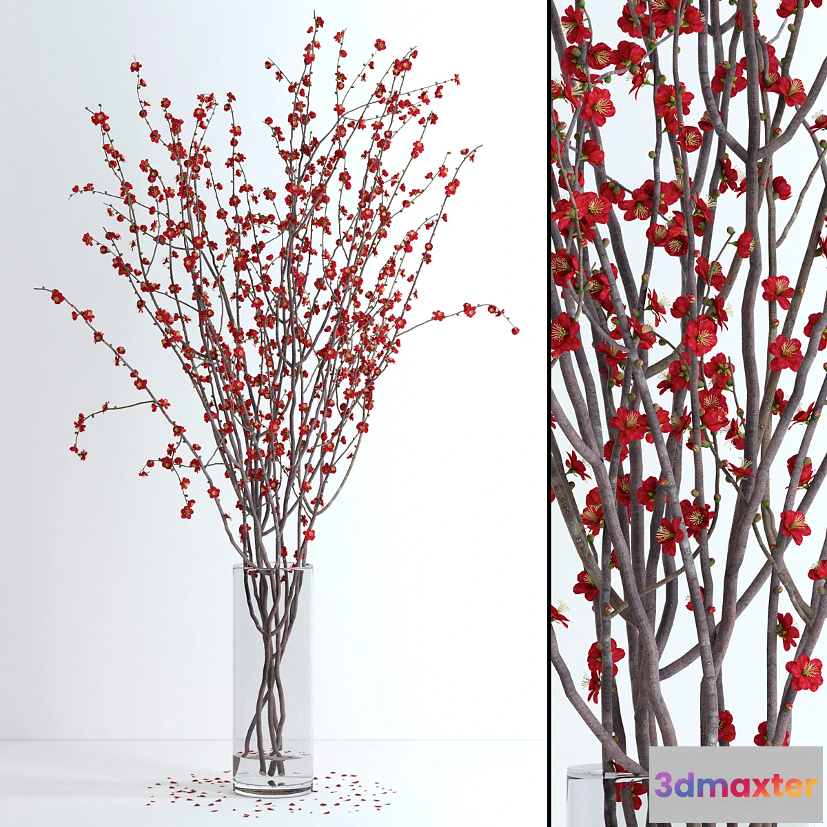 650077 - Prunus Red Blossom