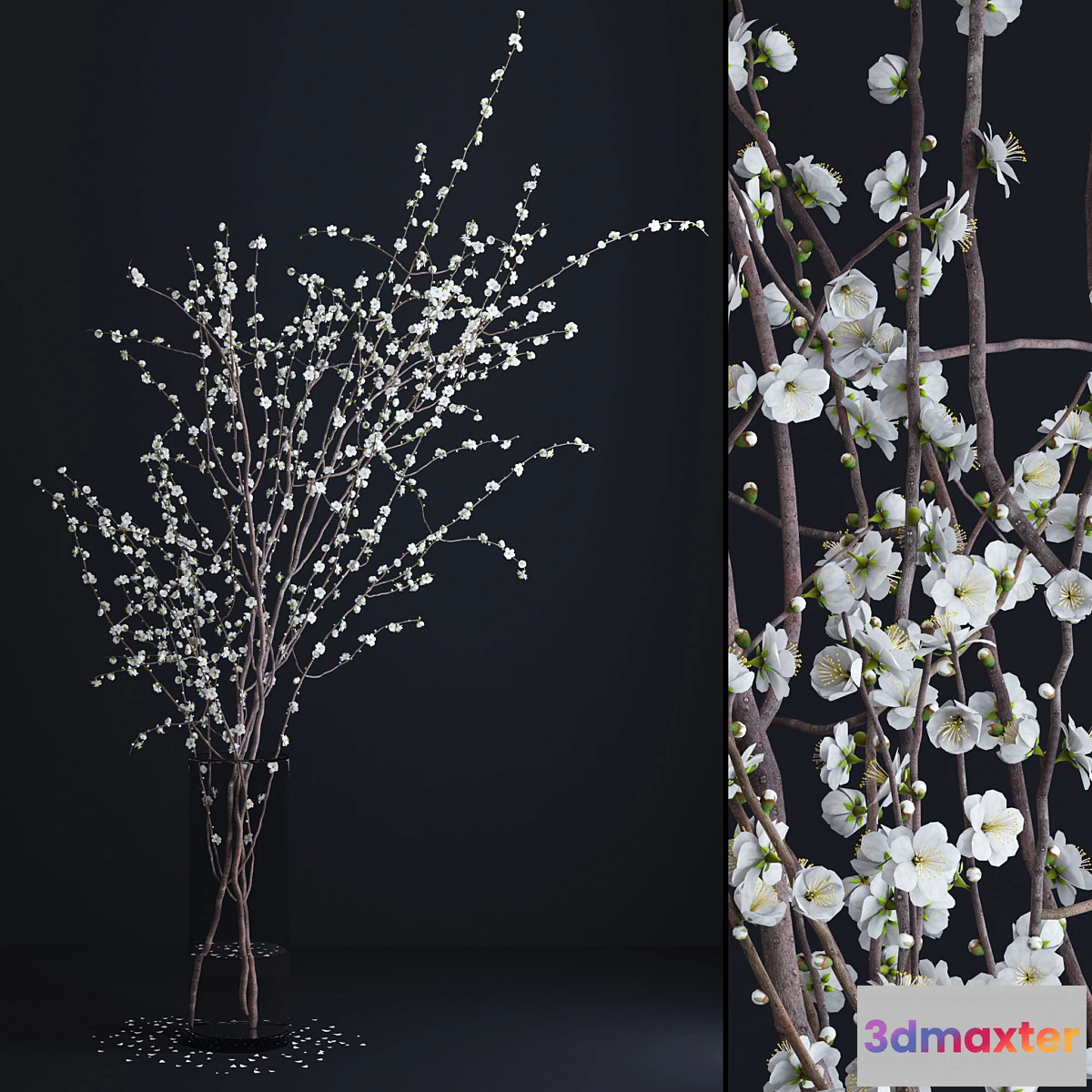 650089 - Prunus White Blossom