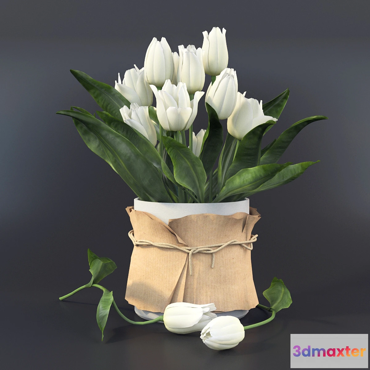 650241 - Tulips - No.11