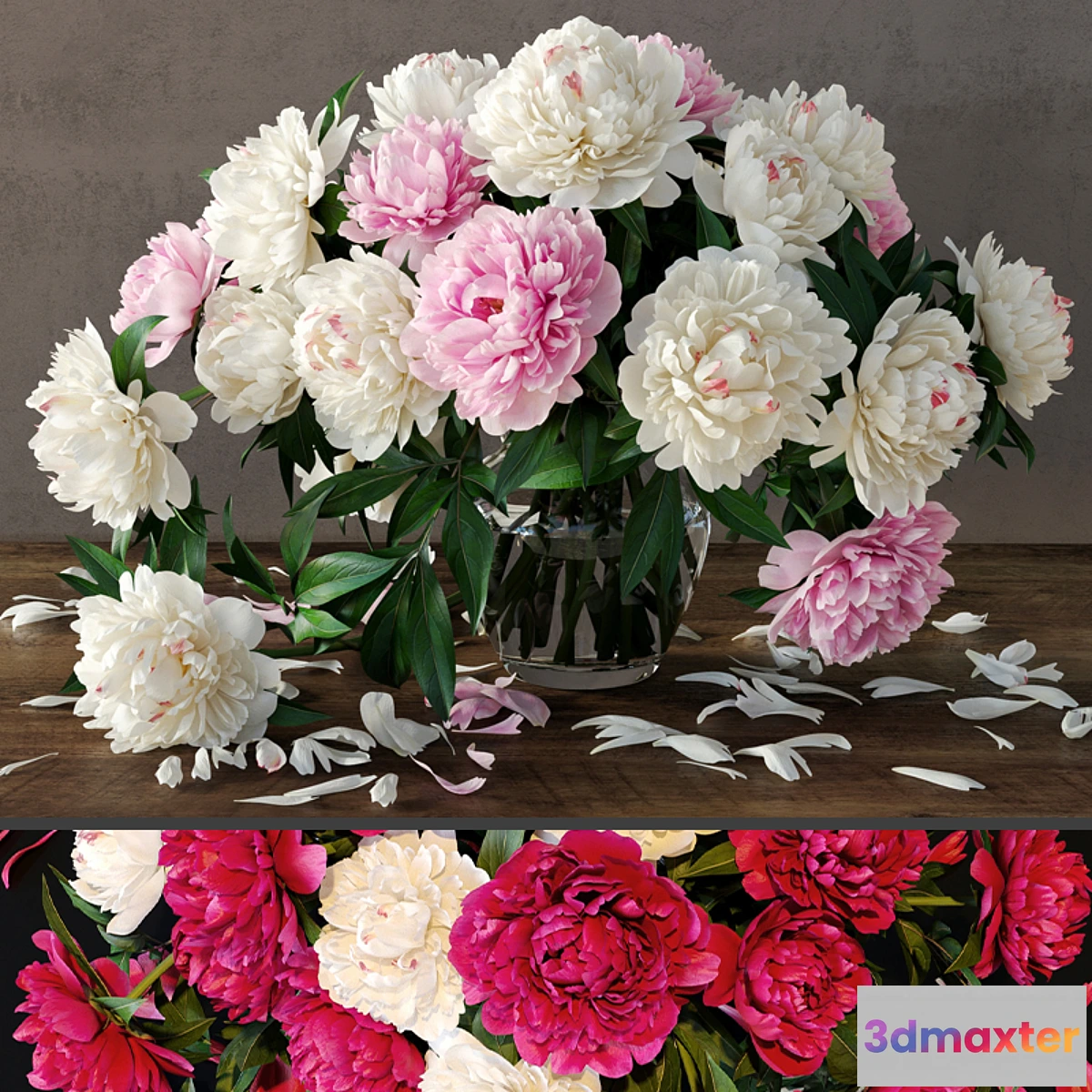 655087 - Peonies - No.11