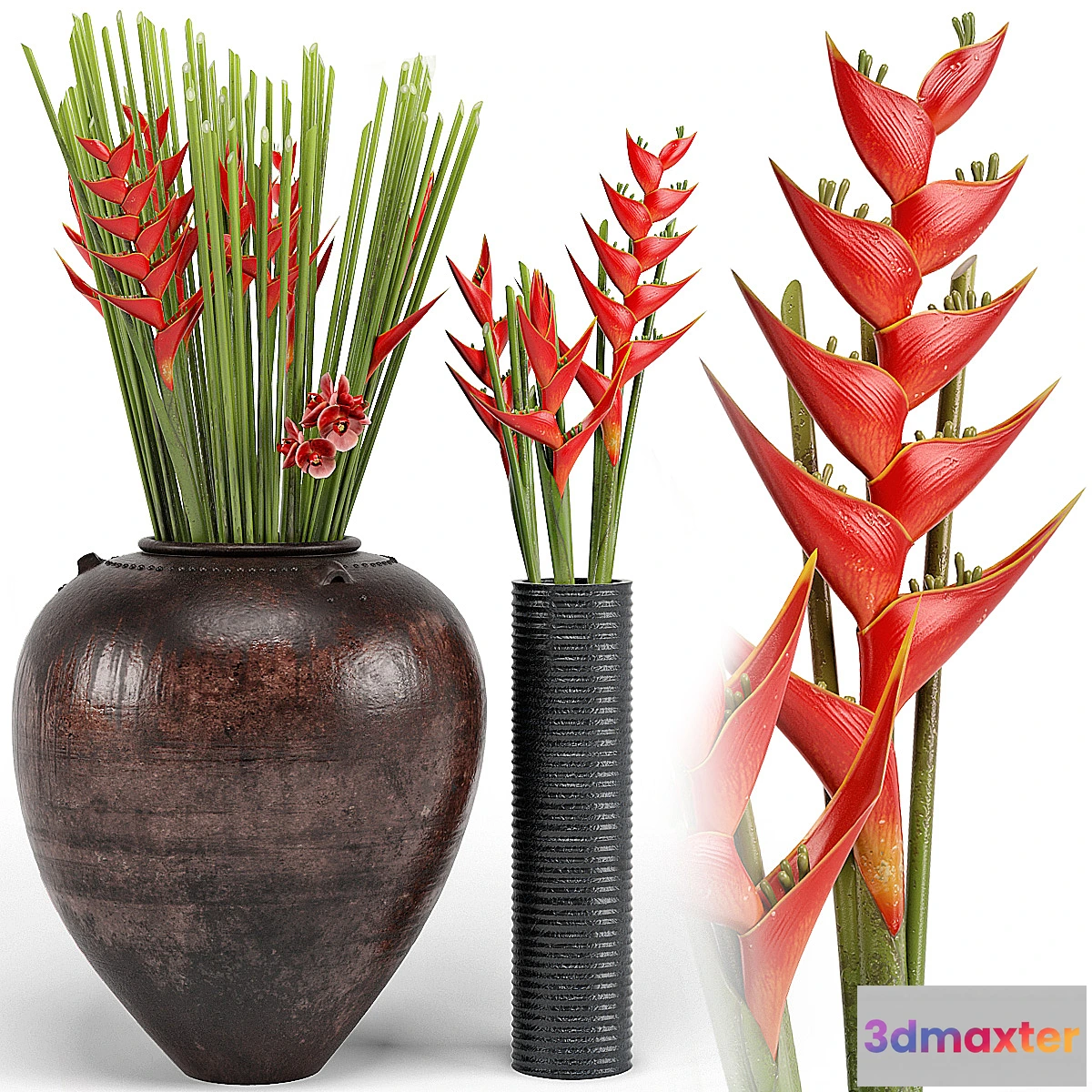 658023 - Tropical floor plants