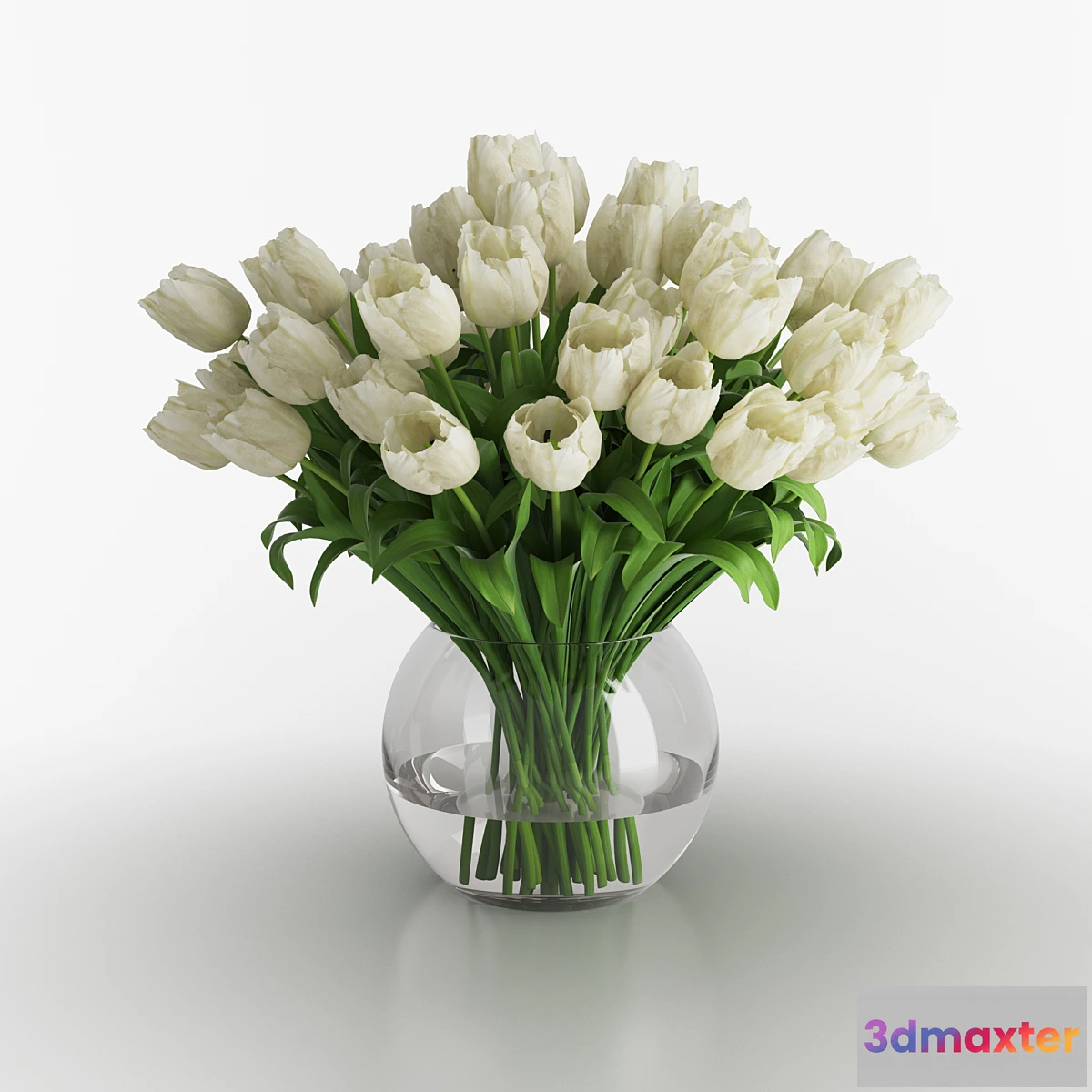 671969 - White tulips in a vase - No.2