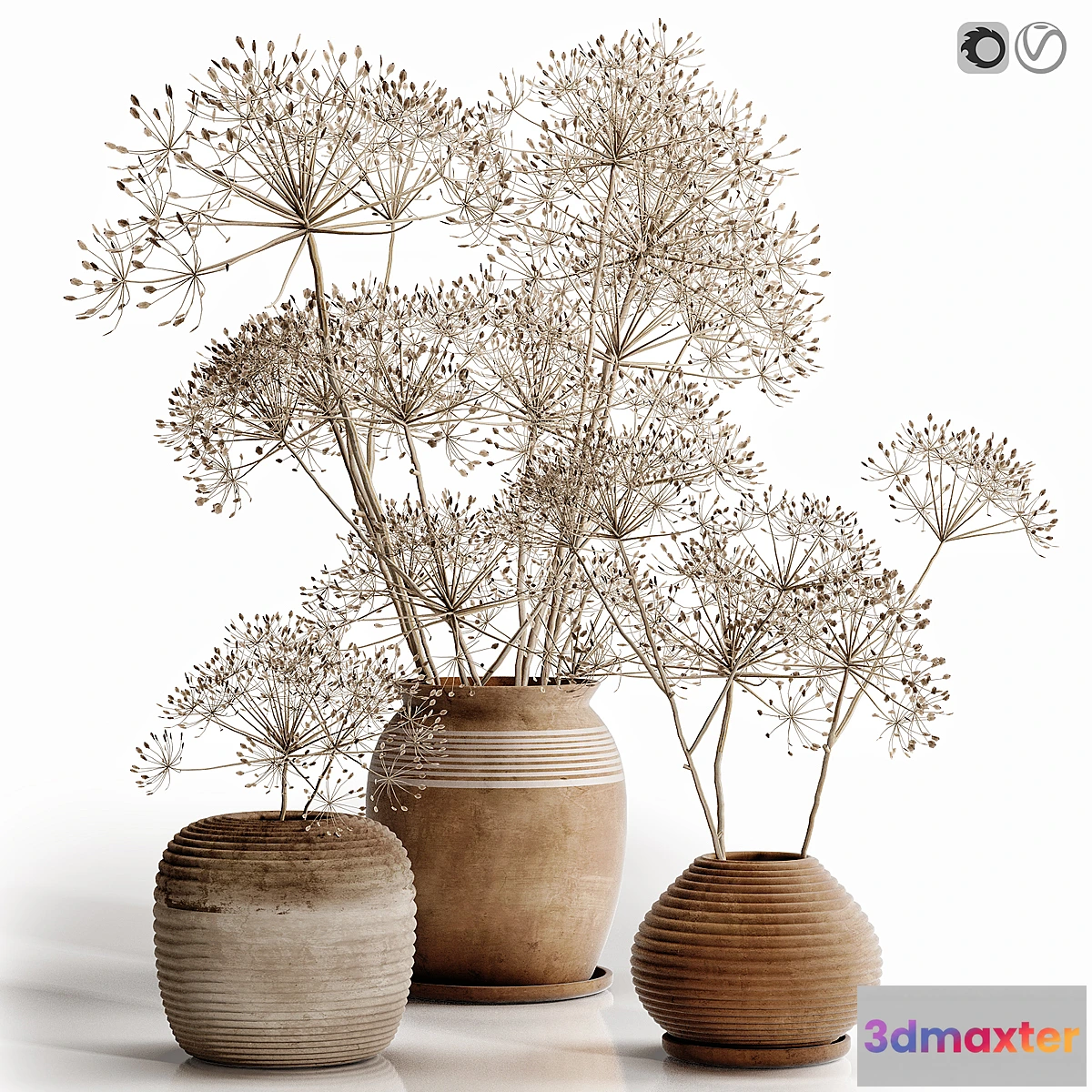 687346 - heracleum plant set