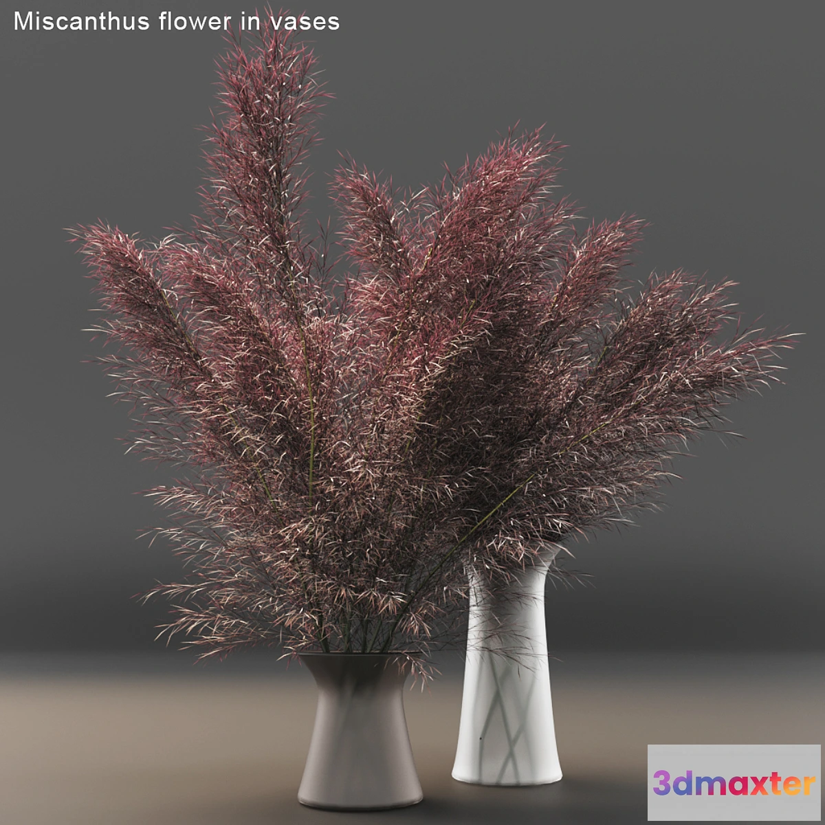 716224 - Miscanthus flower in vases - No.2
