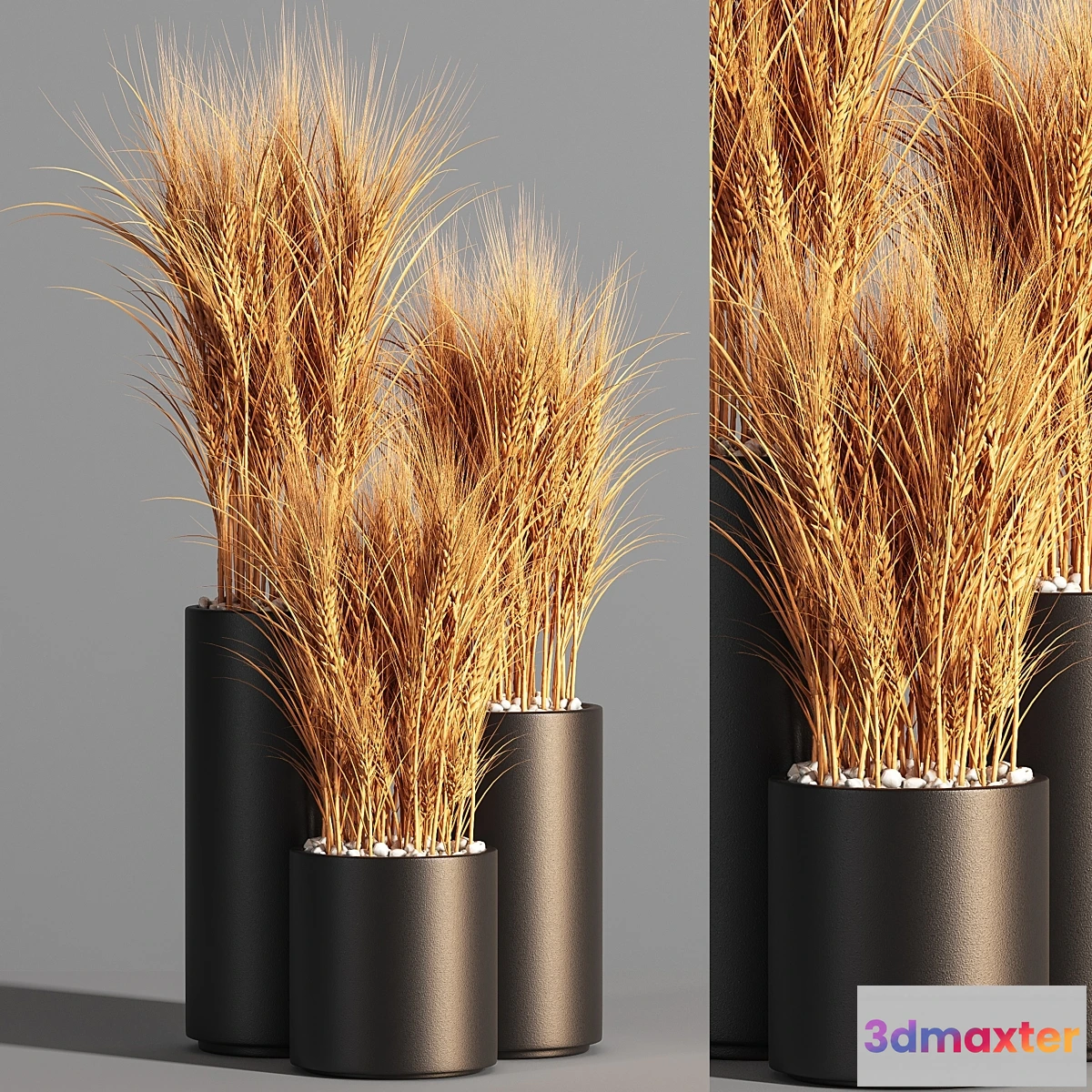 748219 - Indoor Plant Set 47 Wheat