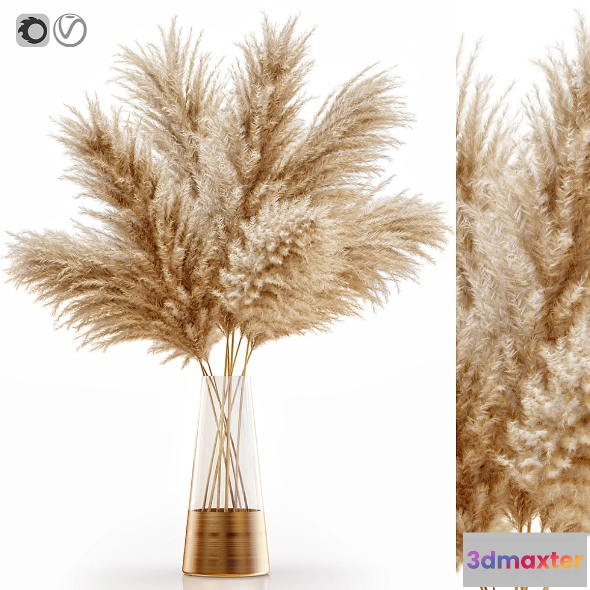748275 - Pampas grass 11