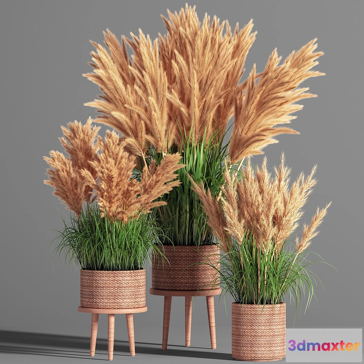 748291 - Indoor_Plant_Set_49 (pampas)