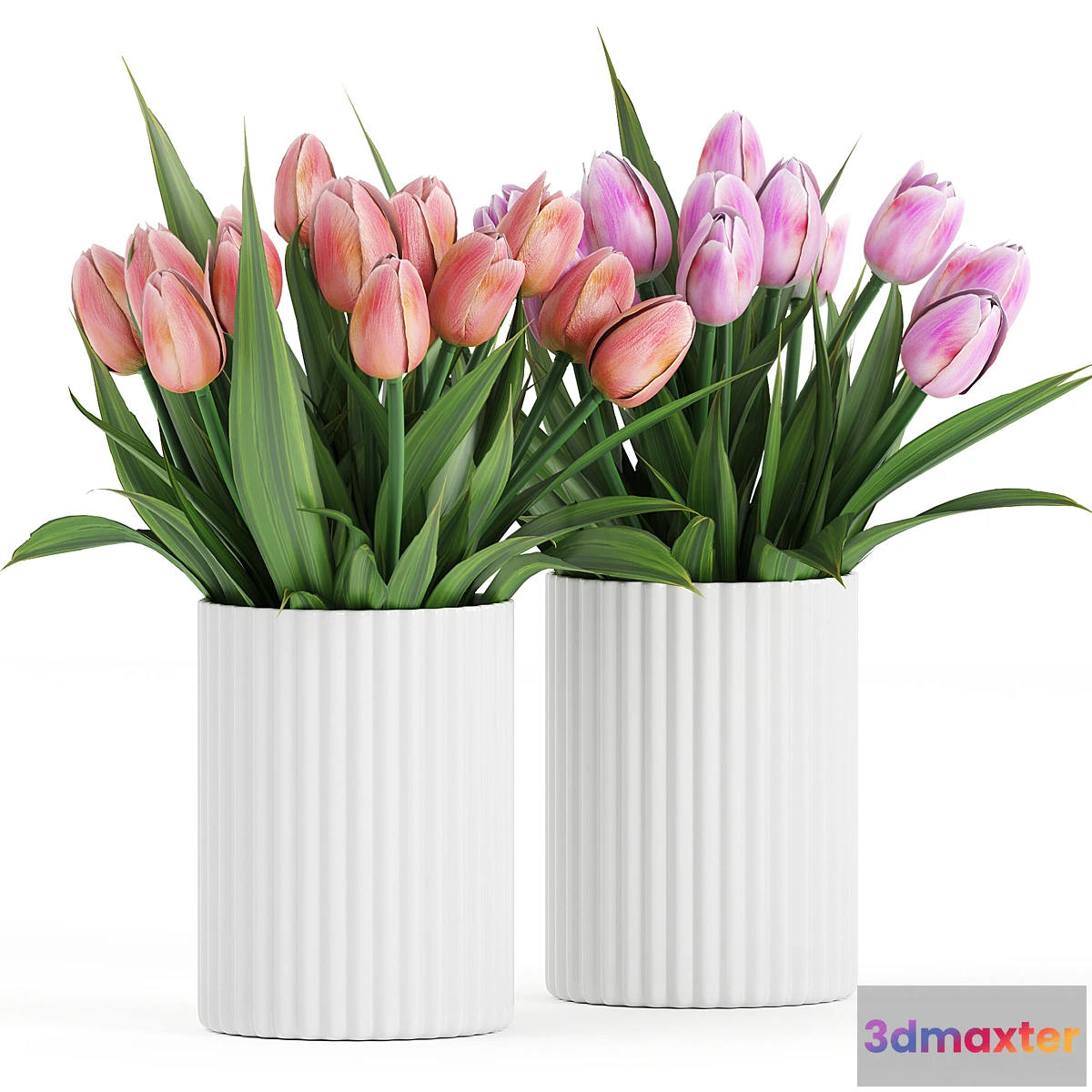 748433 - Flower Pack 250C Tulips - No.2