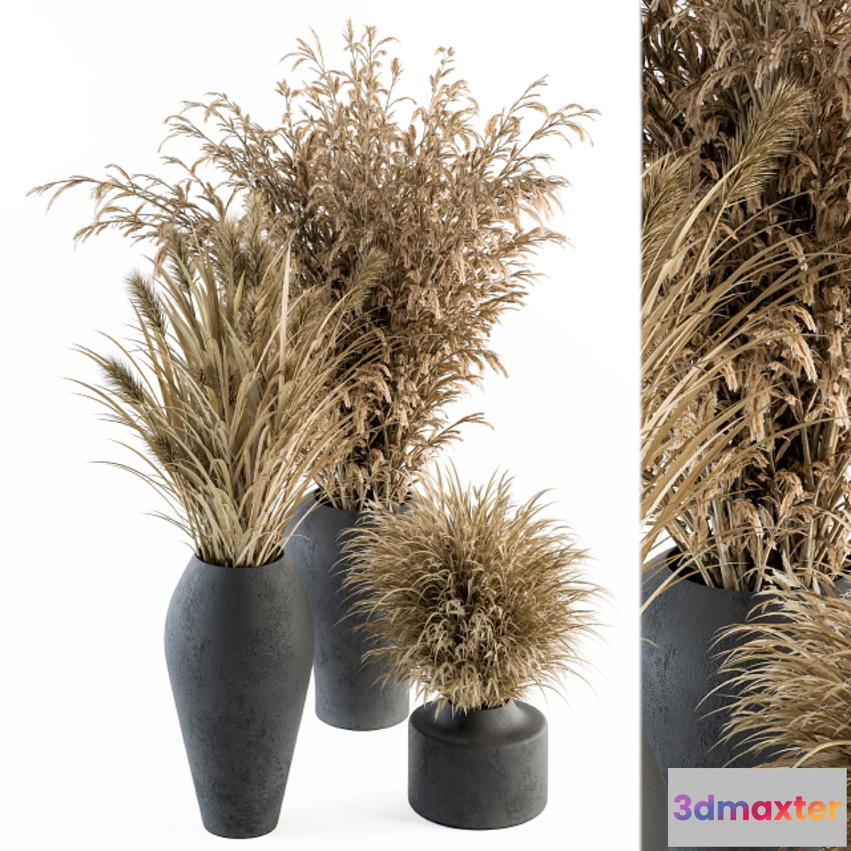 748541 - Dry plants 81 - Dried Plants Set