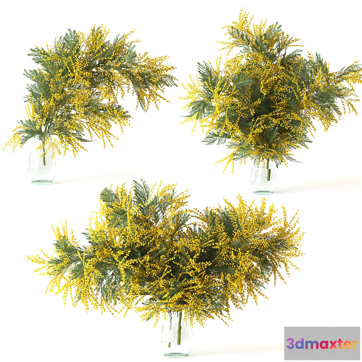 748563 - Mimosa - No.3