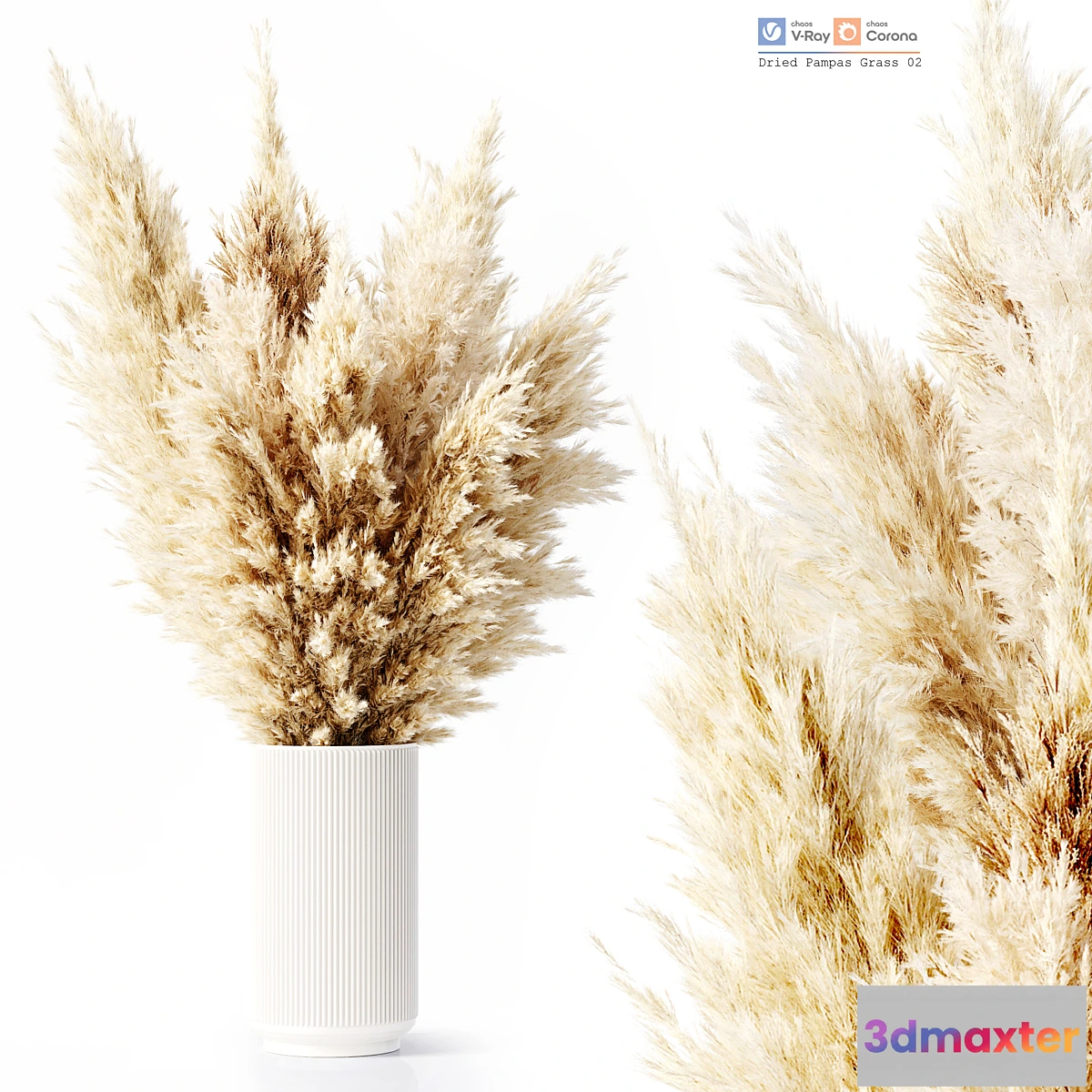 748577 - Dried Pampas Grass 02 - No.3