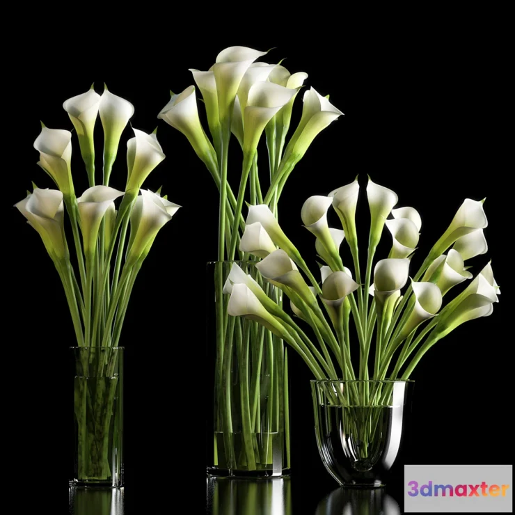 791962 - CALLA LILLY - No.2