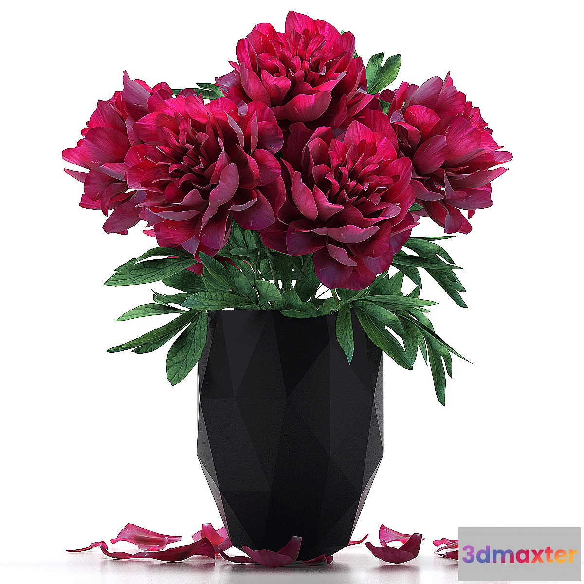 792284 - Peonies - No.17