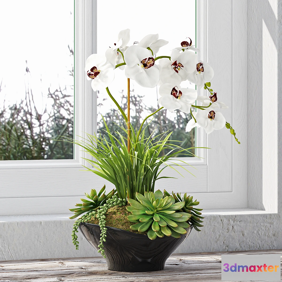 792454 - Orchid 10 - No.2