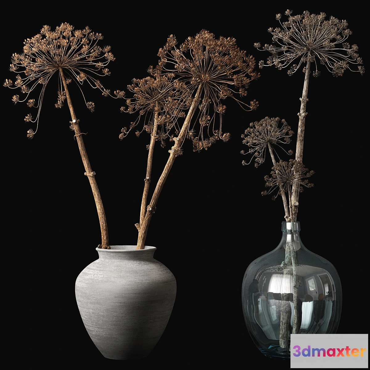 792668 - Old heracleum - No.3