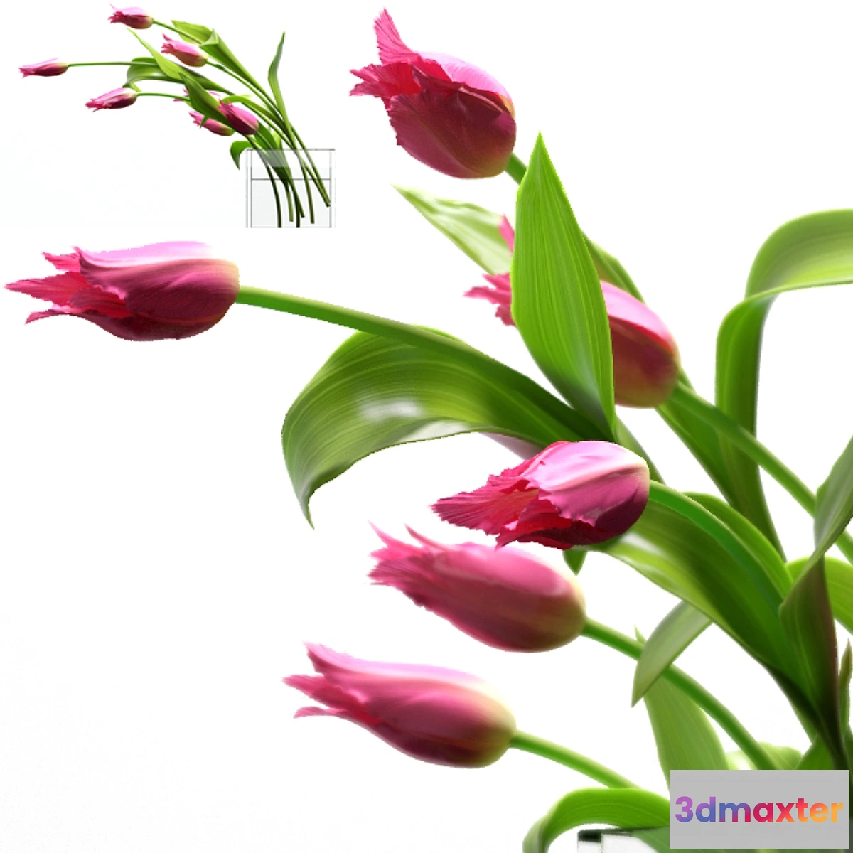 806662 - Young royal tulips. - No.3