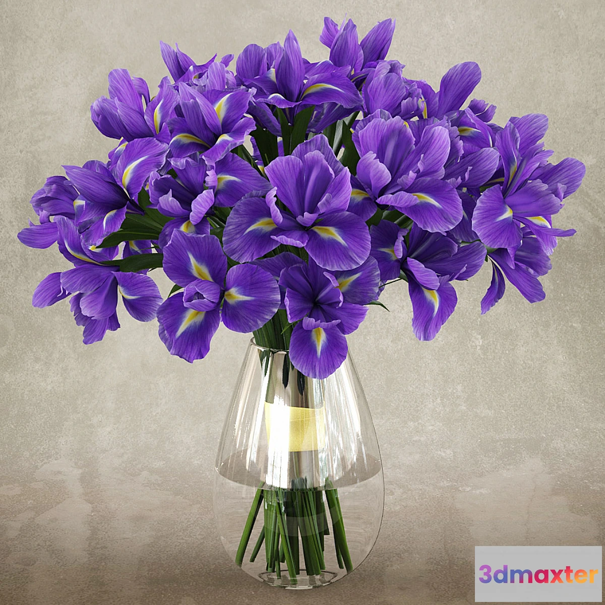 813624 - Irises 1 - No.4