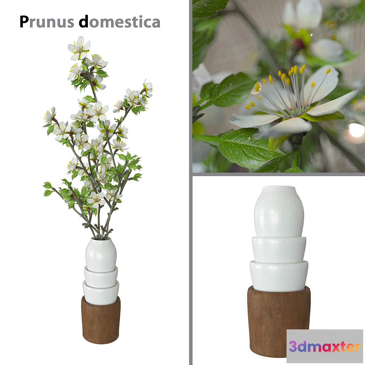 813632 - Prunus domestica