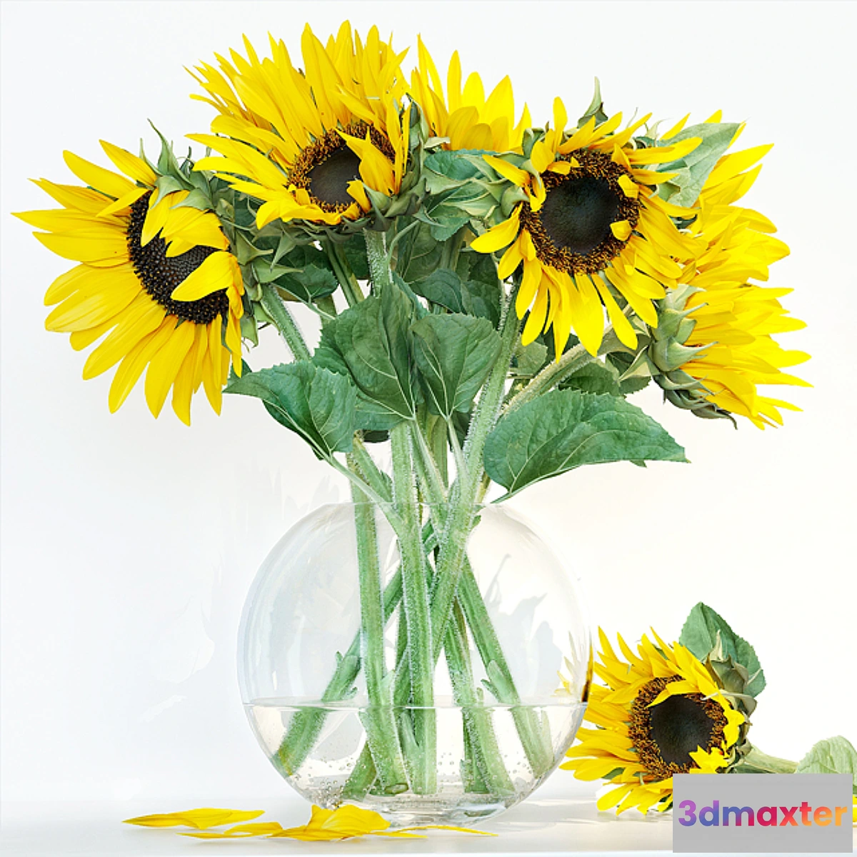 813692 - Sunflower1 - No.3