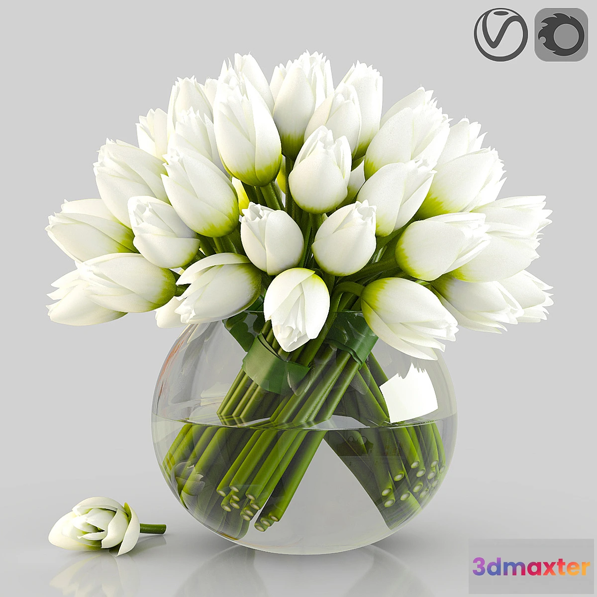 846895 - Angelique tulips - No.3