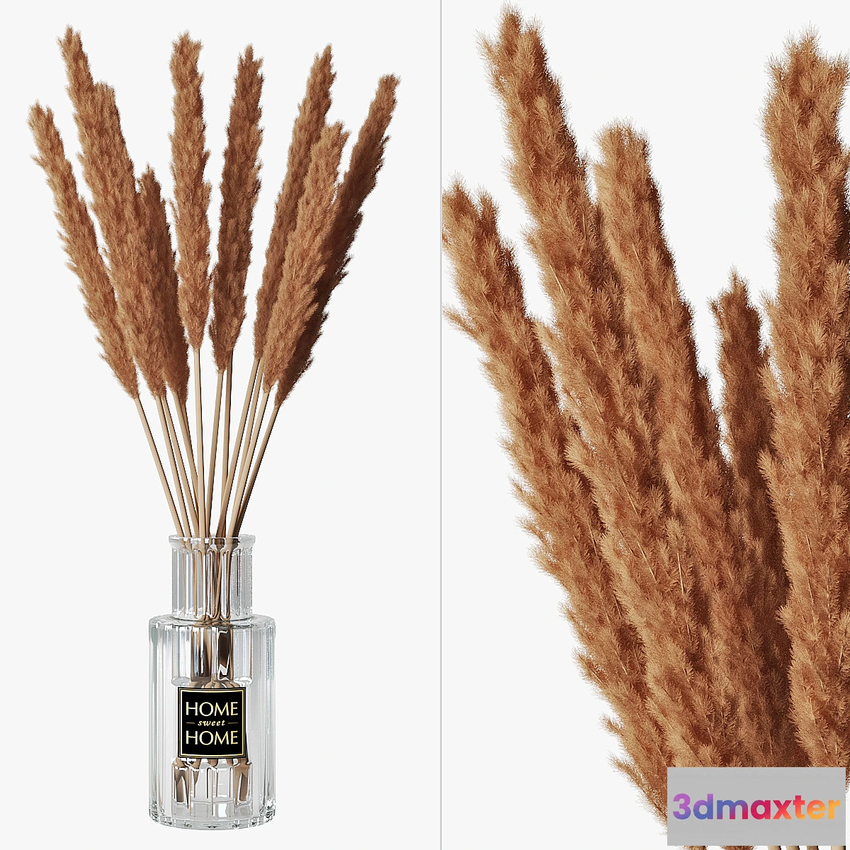 856683 - Pampas grass 05