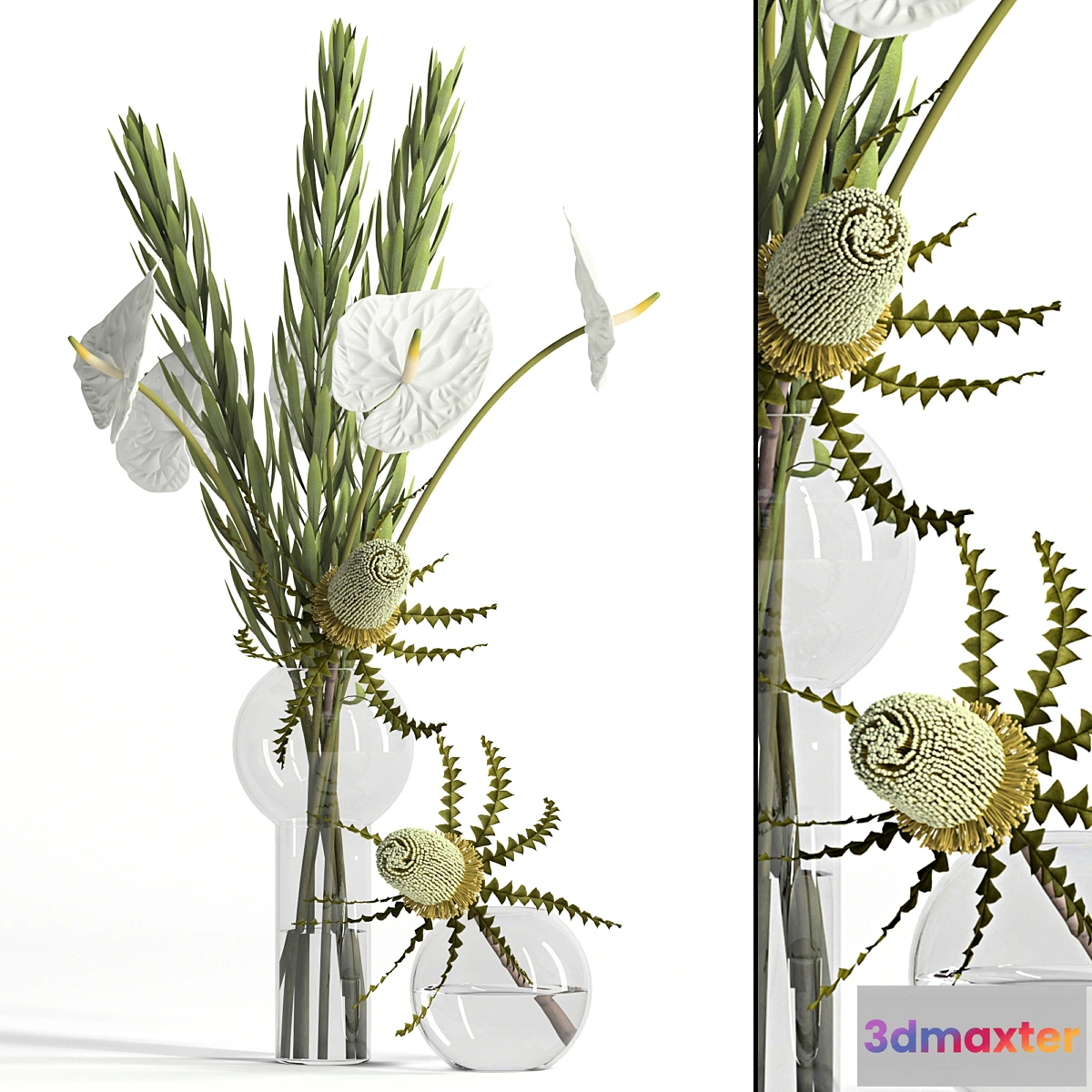 856715 - Banksia anthurium and Leucadendron