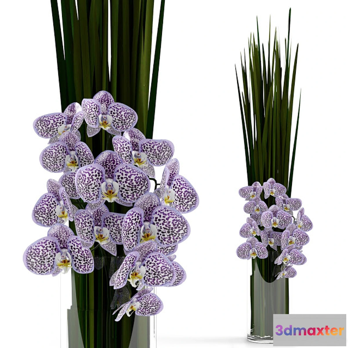898164 - Orchids with grass in glass vase