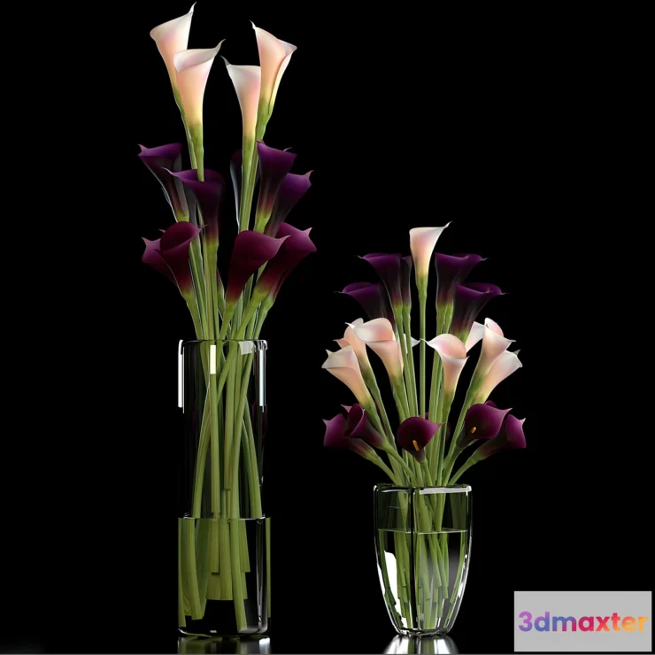 898850 - CALLA LILLY PURPLE