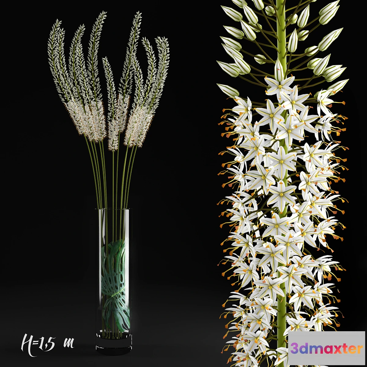 899342 - Eremurus _ Eremurus - No.2