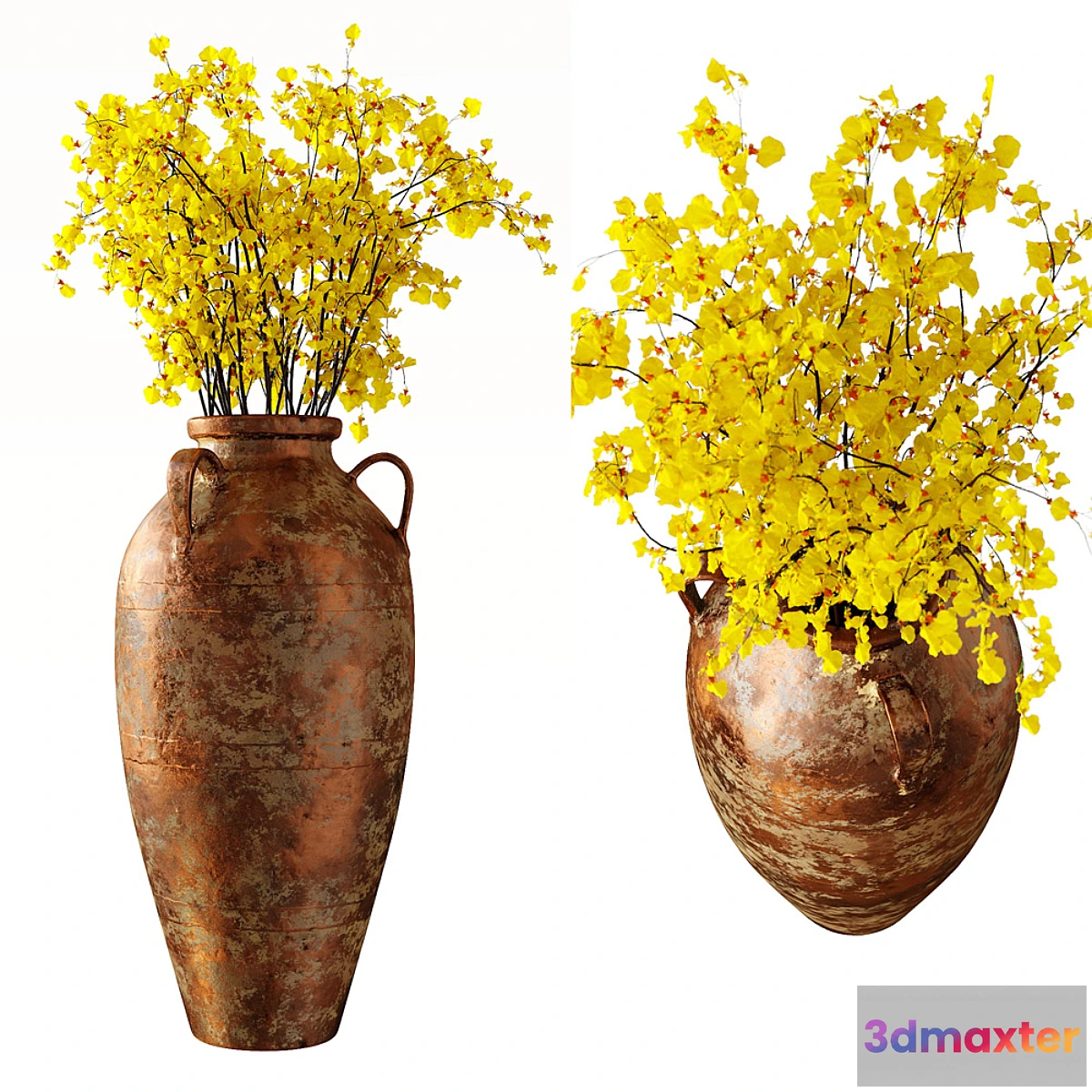 904318 - Hydria  Oncidium - No.2