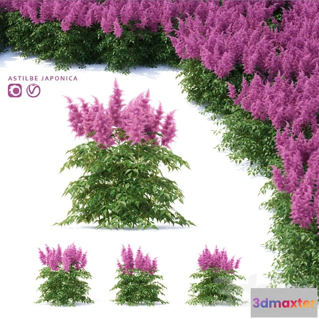 1010146 - Astilba Iaponskaia Astilbe Japonica