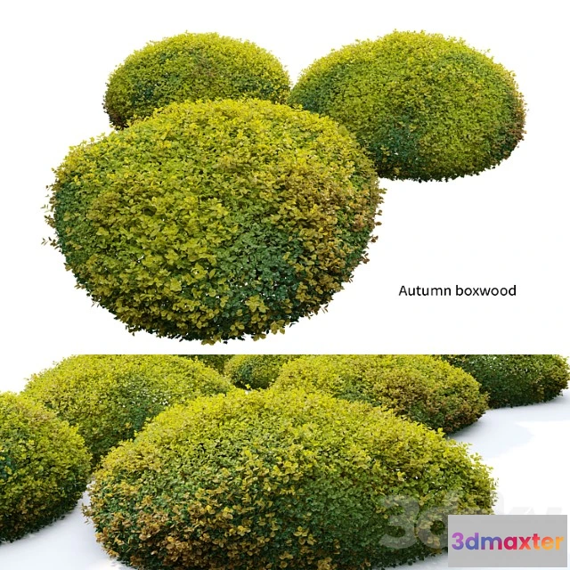 1010148 - Autumn Boxwood