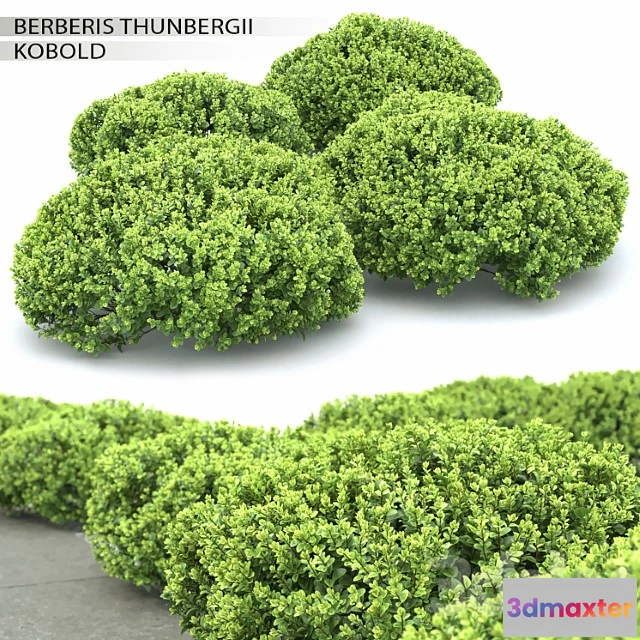 1010152 - Barbaris Tunberga Kobold