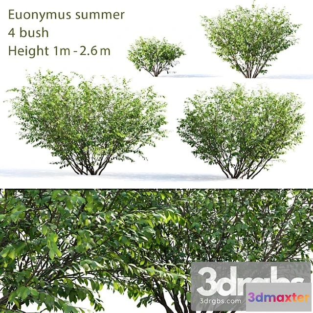 1010154 - Berezkin 5 Summer