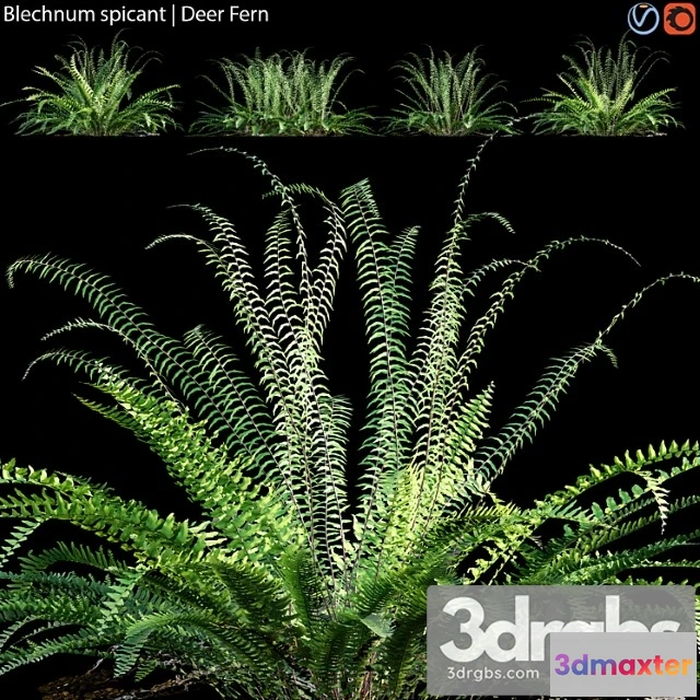 1010156 - Blechnum Spicant Deer Fern 02