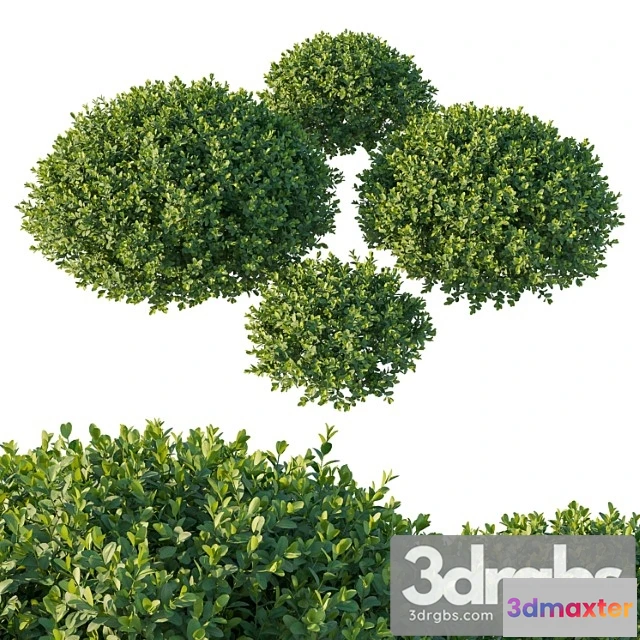 1010160 - Boxwood 05