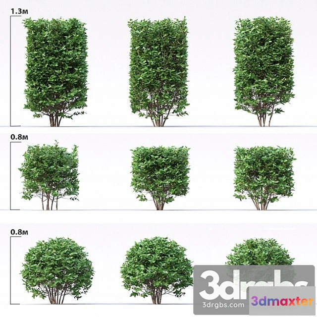 1010172 - Cotoneaster