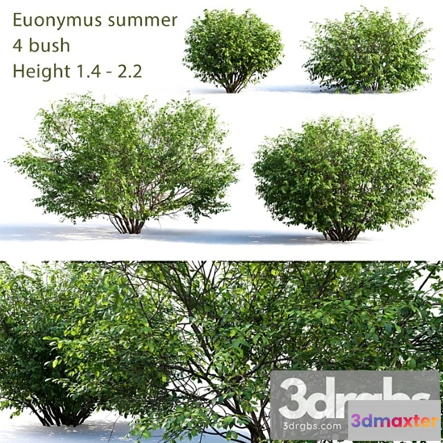 1010180 - Euonymus 4 Summer