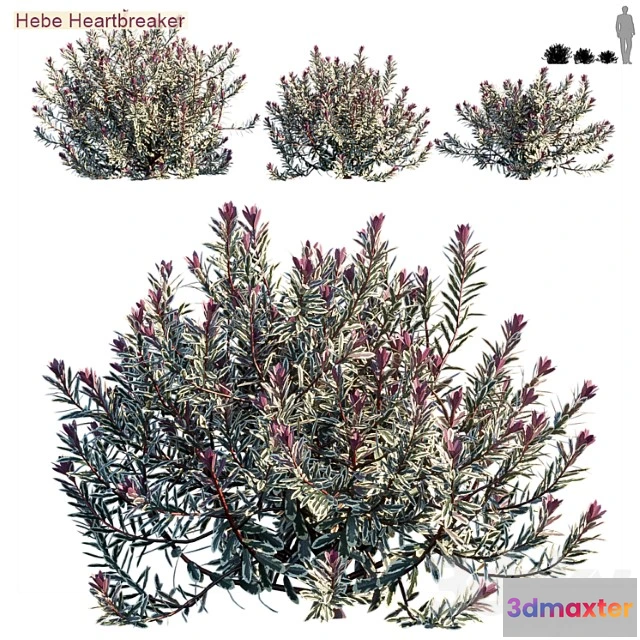 1010186 - Hebe Heartbreaker