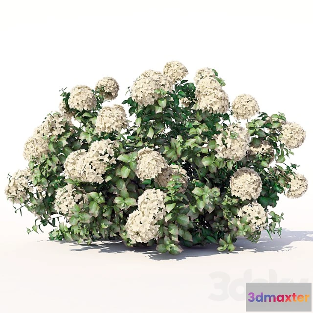 1010190 - Hydrangea 5