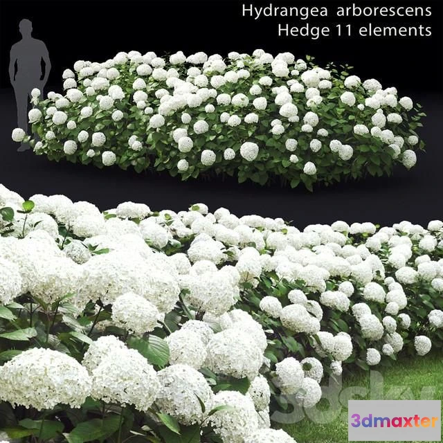 1010192 - Hydrangea Arborescens Hedge